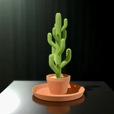 Cây xương rồng treo trang sức (Jewelry Cactus)