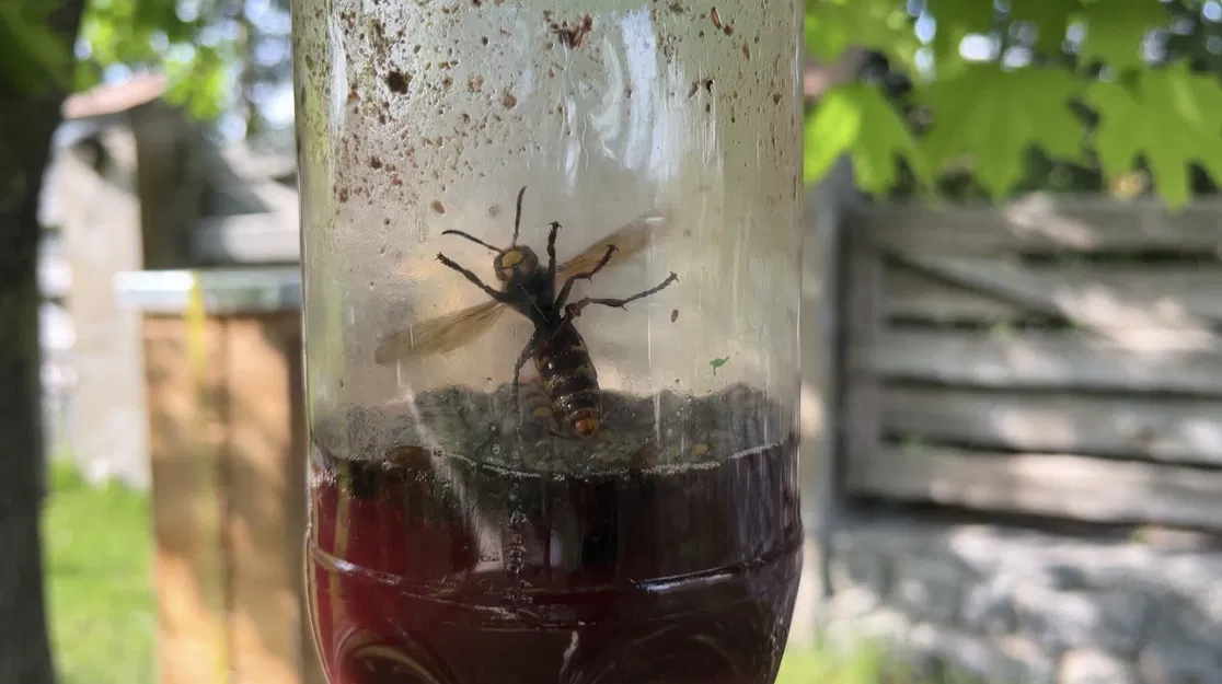 Bẫy côn trùng, ong bắp cày, ong vàng gắn miệng chai - Image 2