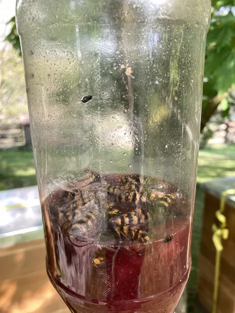 Bẫy côn trùng, ong bắp cày, ong vàng gắn miệng chai - Image 3