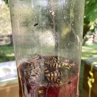 Bẫy côn trùng, ong bắp cày, ong vàng gắn miệng chai