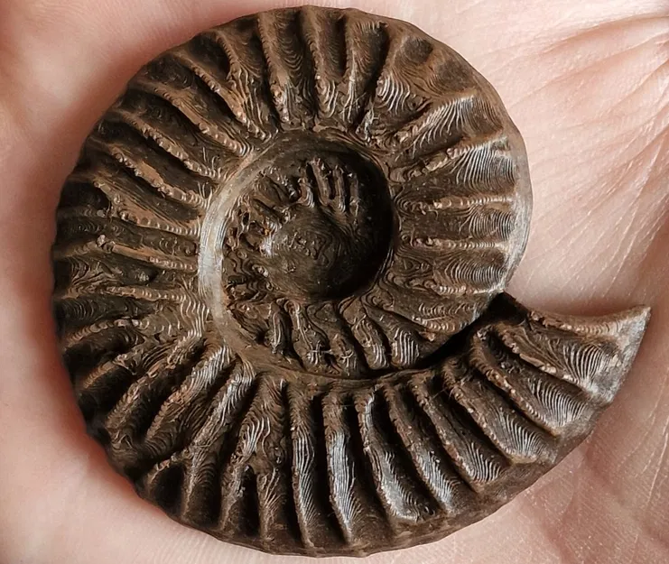 Nam châm tủ lạnh hình hóa thạch Ammonite in 3D độc đáo - Image 1