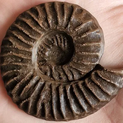Nam châm tủ lạnh hình hóa thạch Ammonite in 3D độc đáo