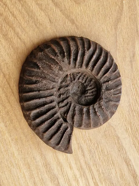 Nam châm tủ lạnh hình hóa thạch Ammonite in 3D độc đáo - Image 2