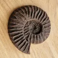 Nam châm tủ lạnh hình hóa thạch Ammonite in 3D độc đáo - Thumbnail 2