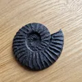 Nam châm tủ lạnh hình hóa thạch Ammonite in 3D độc đáo - Thumbnail 3