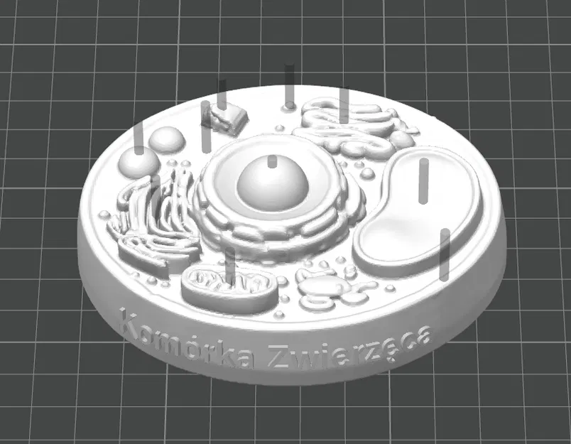 Mô hình tế bào động vật (Animal cell) cho học tập - Image 2