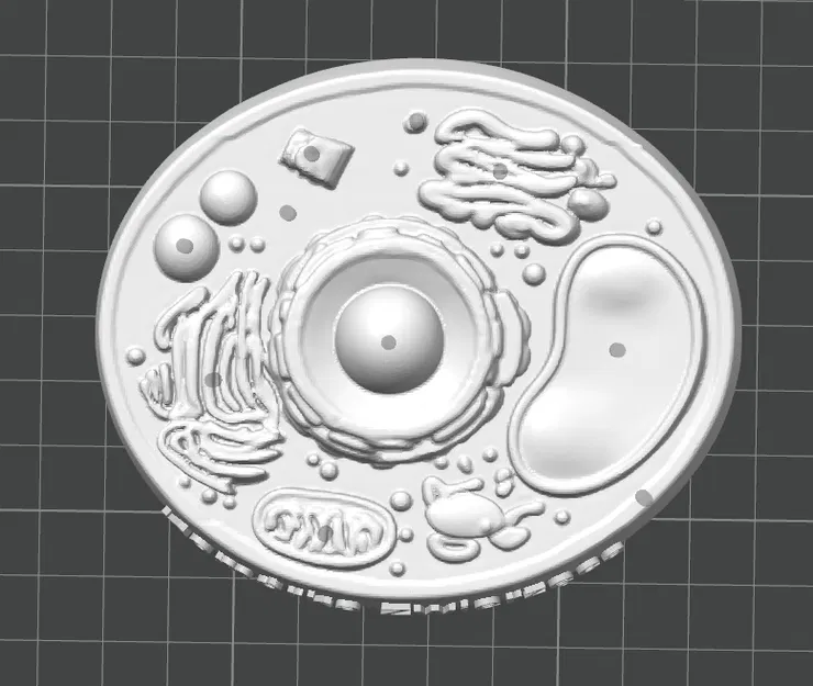 Mô hình tế bào động vật (Animal cell) cho học tập - Image 3