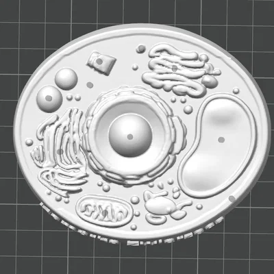 Mô hình tế bào động vật (Animal cell) cho học tập