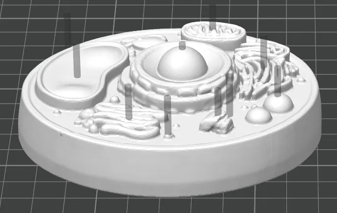 Mô hình tế bào động vật (Animal cell) cho học tập - Image 4