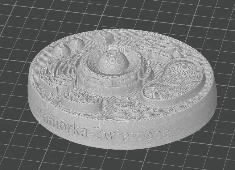 Mô hình tế bào động vật (Animal cell) cho học tập - Image 5