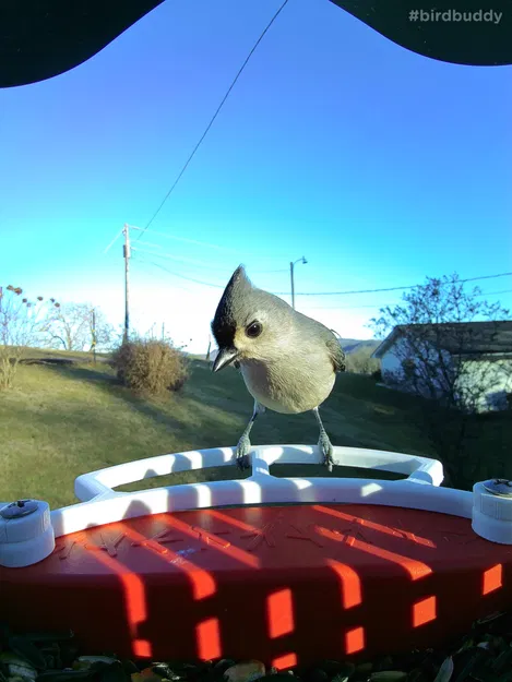 Thanh đậu phía trước cho Bird Buddy (Front Perch) - Image 1