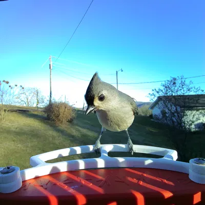 Thanh đậu phía trước cho Bird Buddy (Front Perch)