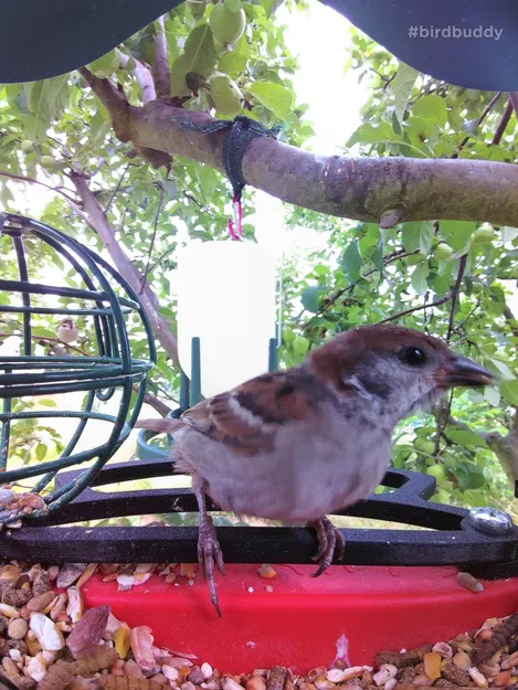 Cải tiến thanh đậu phía trước cho Bird Buddy - Image 1