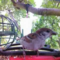 Cải tiến thanh đậu phía trước cho Bird Buddy - Thumbnail 1