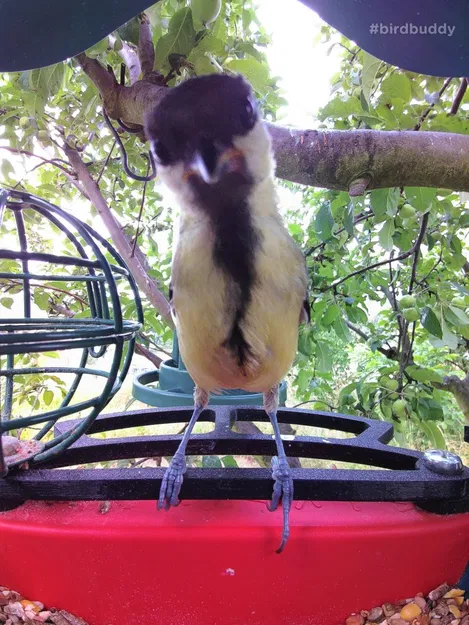 Cải tiến thanh đậu phía trước cho Bird Buddy - Image 2