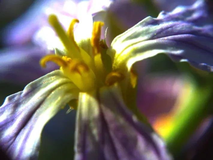 Ngàm chuyển ống kính và khung ngắm thay thế cho Digital Harinezumi - Image 9