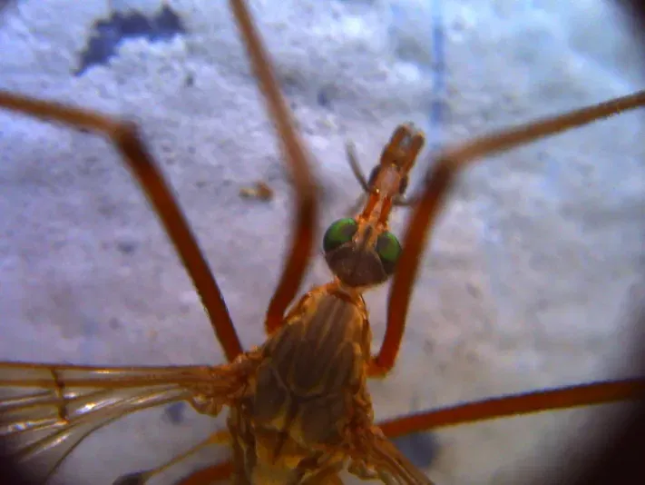 Ngàm chuyển ống kính và khung ngắm thay thế cho Digital Harinezumi - Image 11