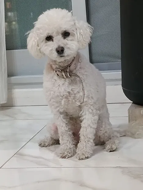 Cute Caniche - Chú chó nhỏ đáng yêu - Image 3