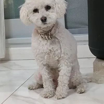 Cute Caniche - Chú chó nhỏ đáng yêu