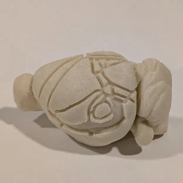 Mô hình não chuột với các phân vùng vỏ não - Image 1