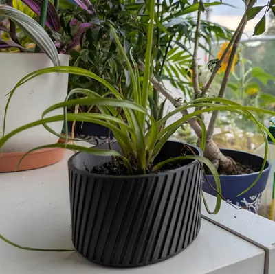Chậu cây tham số (Parametric Plant Pot)
