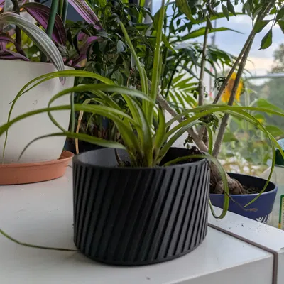 Chậu cây tham số (Parametric Plant Pot)