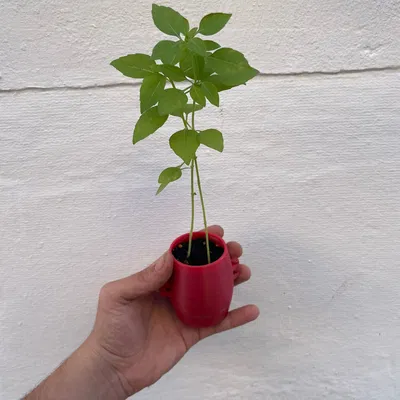 Chậu trồng cây thông minh có thể tái sử dụng