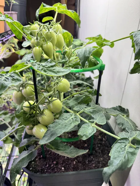 Khung hỗ trợ cây cà chua 3 điểm in 3D đơn giản và hiệu quả - Image 1