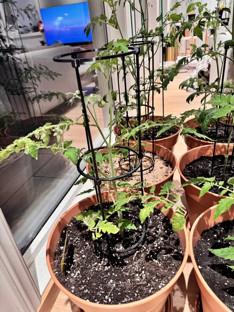 Khung hỗ trợ cây cà chua 3 điểm in 3D đơn giản và hiệu quả - Image 2