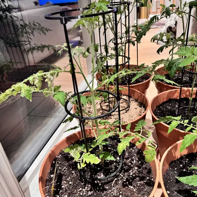 Khung hỗ trợ cây cà chua 3 điểm in 3D đơn giản và hiệu quả