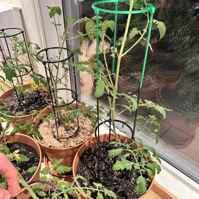 Khung hỗ trợ cây cà chua 3 điểm in 3D đơn giản và hiệu quả