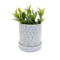 Chậu cây hình tròn họa tiết vân đá (Stone Wall Planter Round) - Thumbnail 4