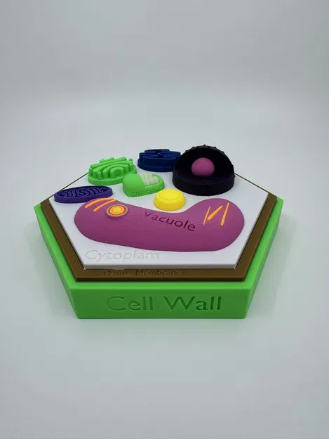 Mô hình tế bào thực vật (kèm nhãn dán) - Image 1