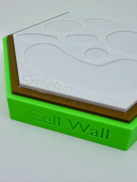 Mô hình tế bào thực vật (kèm nhãn dán) - Image 2