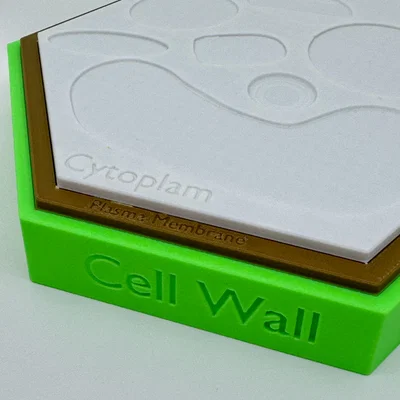 Mô hình tế bào thực vật (kèm nhãn dán)