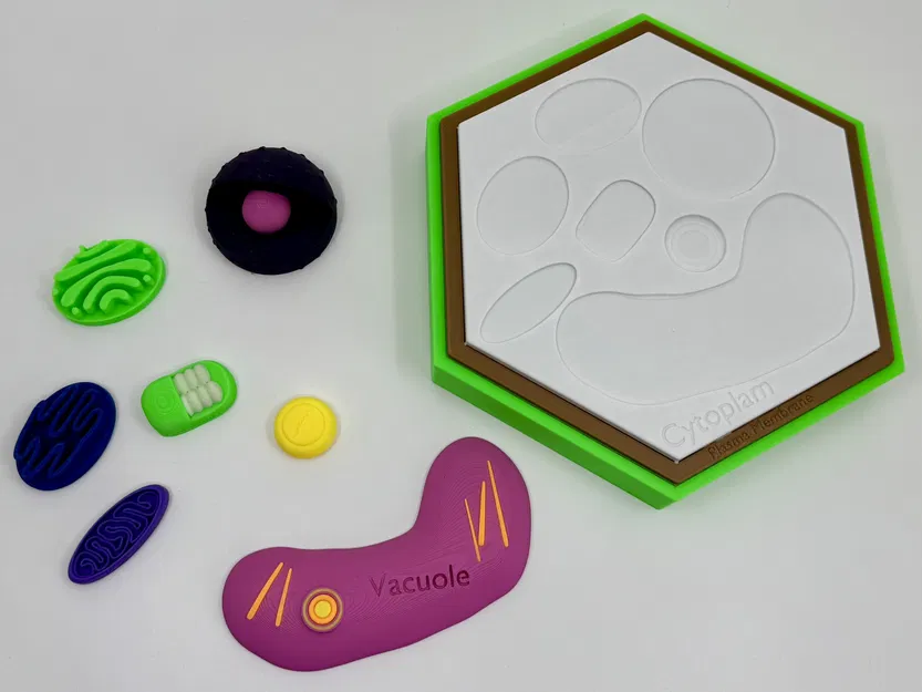 Mô hình tế bào thực vật (kèm nhãn dán) - Image 3