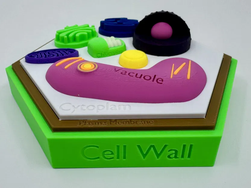 Mô hình tế bào thực vật (kèm nhãn dán) - Image 4