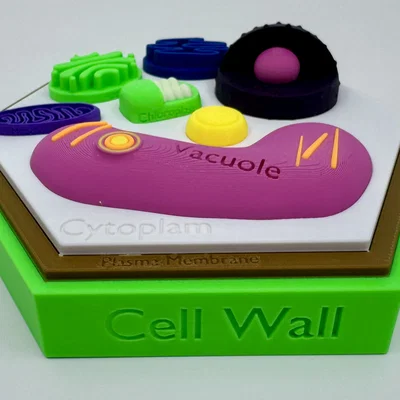 Mô hình tế bào thực vật (kèm nhãn dán)