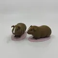 Mô hình chuột lang (Guinea Pig) dùng trong giáo dục - Thumbnail 1