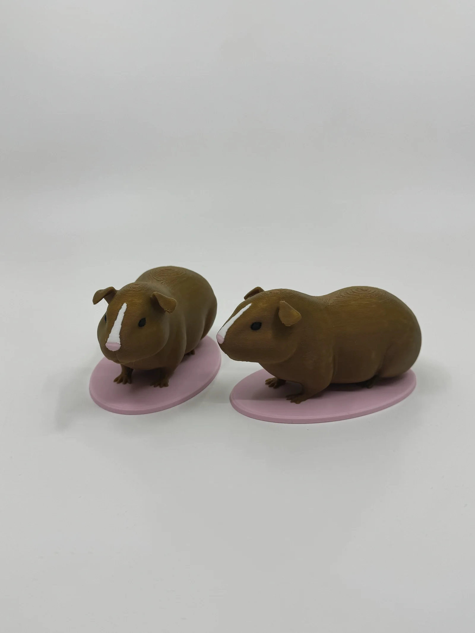 Mô hình chuột lang (Guinea Pig) dùng trong giáo dục 1
