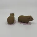 Mô hình chuột lang (Guinea Pig) dùng trong giáo dục - Thumbnail 2