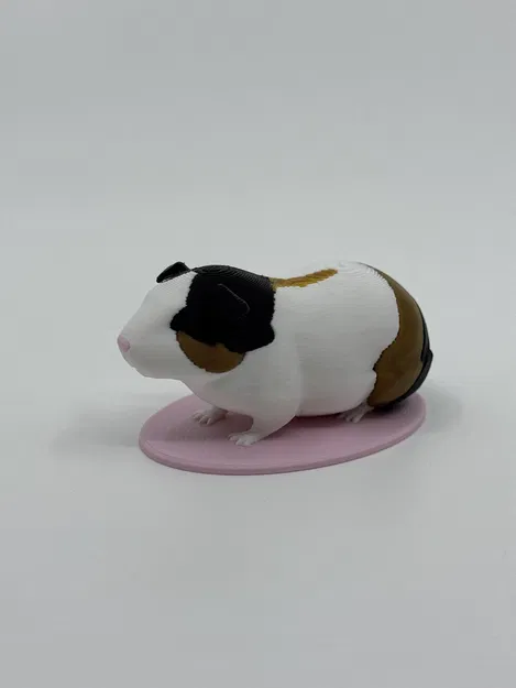 Mô hình chuột lang (Guinea Pig) dùng trong giáo dục - Image 3