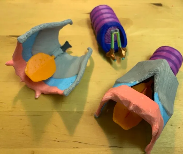 Mô hình thanh quản lắp ghép dễ in - Image 1