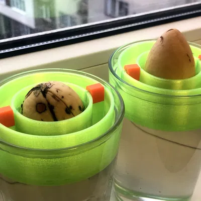 Phao nổi trồng hạt bơ (Avocado seed floater)
