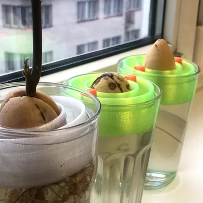 Phao nổi trồng hạt bơ (Avocado seed floater)