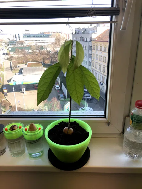 Phao nổi trồng hạt bơ (Avocado seed floater) - Image 3