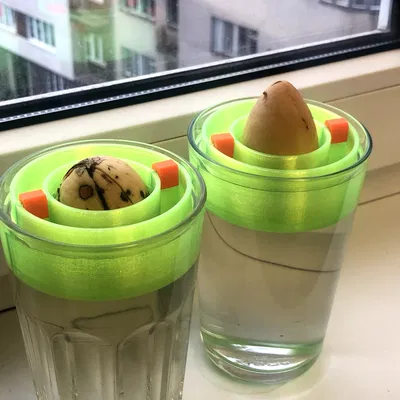 Phao nổi trồng hạt bơ (Avocado seed floater)