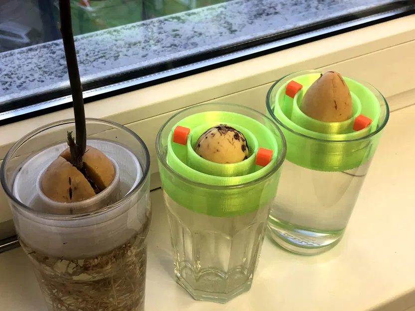 Phao nổi trồng hạt bơ (Avocado seed floater) - Image 5