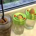 Phao nổi trồng hạt bơ (Avocado seed floater) - Thumbnail 5