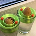 Phao nổi trồng hạt bơ (Avocado seed floater) - Thumbnail 6
